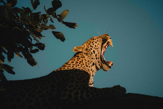 Nature & Wildlife - Middles Creative