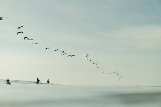 Sarah Swan - Middles Creative