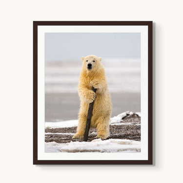 Arctic Pole Dancer - fine art adventure photography print from Tom Ingram - available at Middles Creative