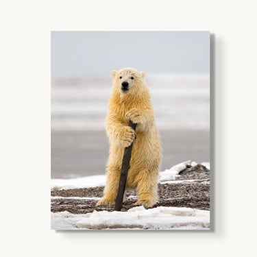 Arctic Pole Dancer - fine art adventure photography print from Tom Ingram - available at Middles Creative