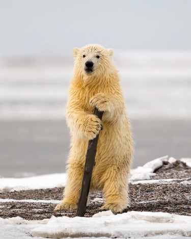 Arctic Pole Dancer - fine art adventure photography print from Tom Ingram - available at Middles Creative
