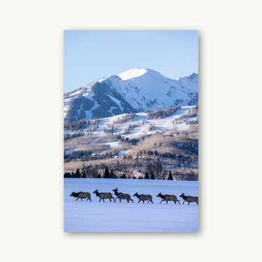 Elk Crossing - fine art adventure photography print from Sam Ferguson - available at Middles Creative