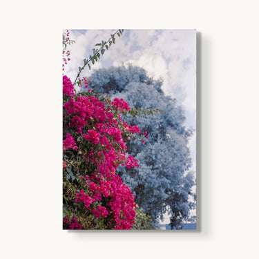 Flowers In Venice - fine art adventure photography print from Devon Cardamone - available at Middles Creative