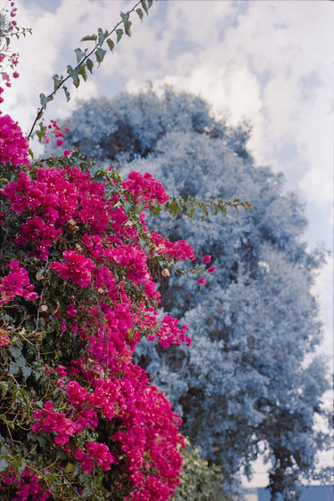 Flowers In Venice - fine art adventure photography print from Devon Cardamone - available at Middles Creative