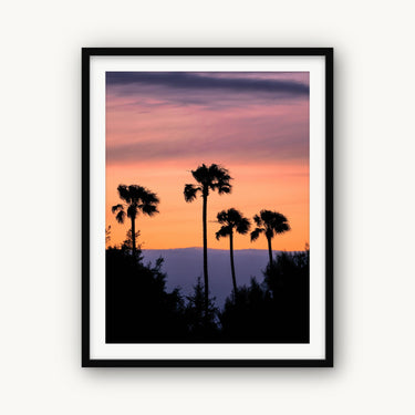 Four Palms - fine art adventure photography print from Alex Wood - available at Middles Creative