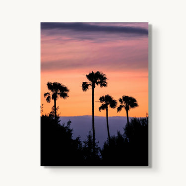 Four Palms - fine art adventure photography print from Alex Wood - available at Middles Creative