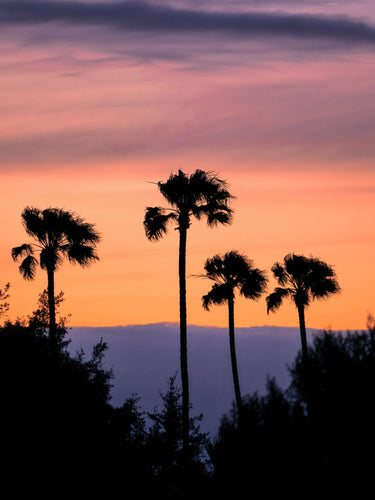 Four Palms - fine art adventure photography print from Alex Wood - available at Middles Creative