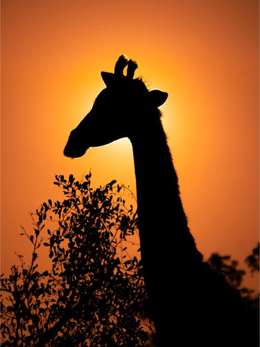 Giraffe Eclipse - fine art adventure photography print from Alex Wood - available at Middles Creative