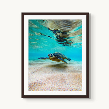 Hula Honu - fine art adventure photography print from Natalie Nishioka - available at Middles Creative