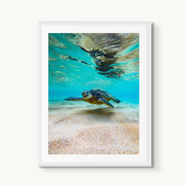 Hula Honu - fine art adventure photography print from Natalie Nishioka - available at Middles Creative