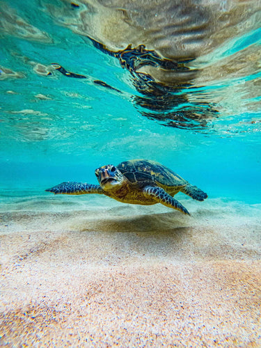 Hula Honu - fine art adventure photography print from Natalie Nishioka - available at Middles Creative