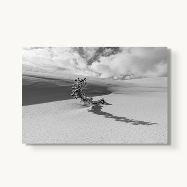Lone Tree - fine art adventure photography print from Tom Ingram - available at Middles Creative