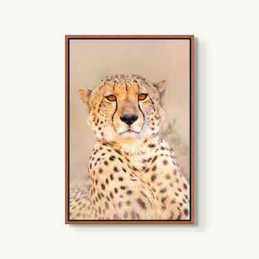 Majestic Cheetah - fine art adventure photography print from Tom Ingram - available at Middles Creative