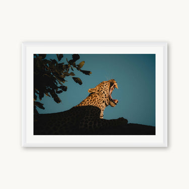 My Jungle - fine art adventure photography print from Max Dickson - available at Middles Creative