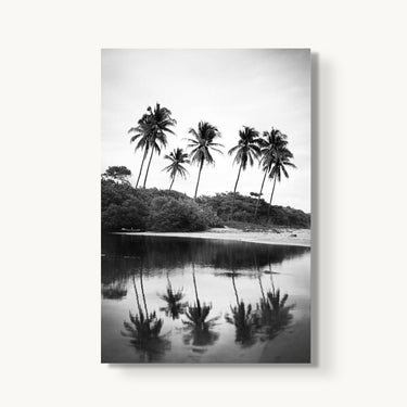 Nosara Palms - fine art adventure photography print from Devon Cardamone - available at Middles Creative