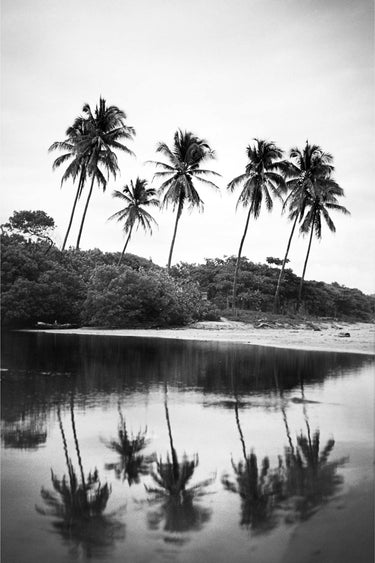 Nosara Palms - fine art adventure photography print from Devon Cardamone - available at Middles Creative