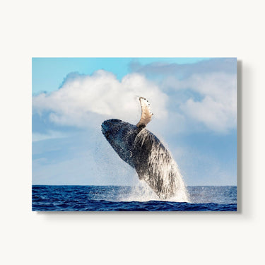 Ocean Acrobat - fine art adventure photography print from Tom Ingram - available at Middles Creative