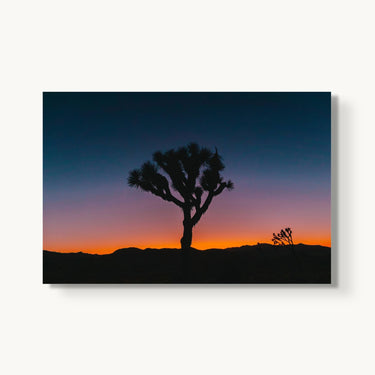 Psychedelic Joshua Tree - fine art adventure photography print from Bree Banning - available at Middles Creative