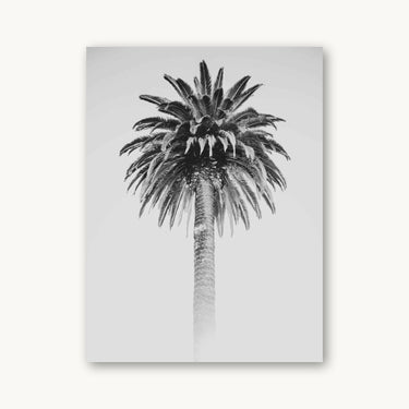 Retro Palm - fine art adventure photography print from Alex Wood - available at Middles Creative