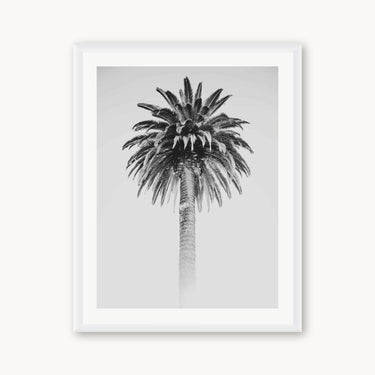 Retro Palm - fine art adventure photography print from Alex Wood - available at Middles Creative