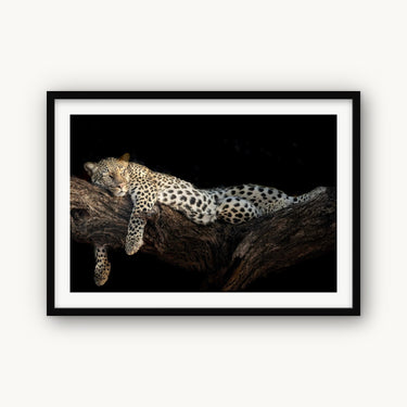 Royal Nap - fine art adventure photography print from Tom Ingram - available at Middles Creative