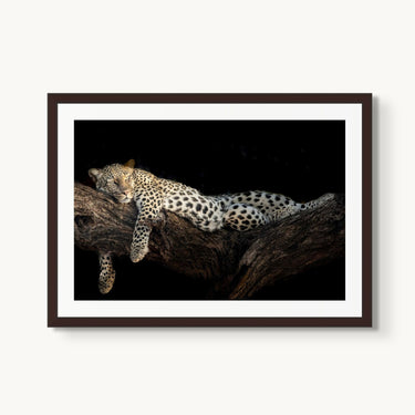 Royal Nap - fine art adventure photography print from Tom Ingram - available at Middles Creative