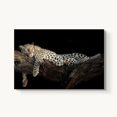 Royal Nap - fine art adventure photography print from Tom Ingram - available at Middles Creative