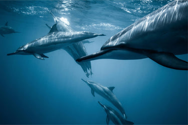 Spotted - fine art adventure photography print from Jeremy Bishop - available at Middles Creative