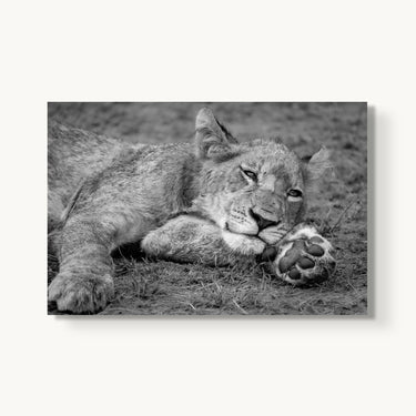 Take Paws - fine art adventure photography print from Alex Wood - available at Middles Creative