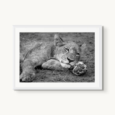 Take Paws - fine art adventure photography print from Alex Wood - available at Middles Creative