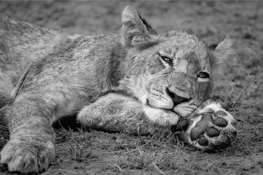 Take Paws - fine art adventure photography print from Alex Wood - available at Middles Creative