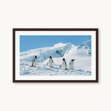 Penguin Party - fine art adventure photography print from Tamara Susa - available at Middles Creative