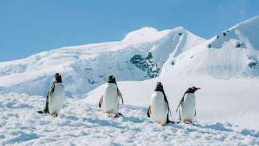 Penguin Party - fine art adventure photography print from Tamara Susa - available at Middles Creative