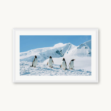 Penguin Party - fine art adventure photography print from Tamara Susa - available at Middles Creative