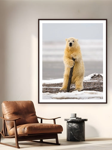 Arctic Pole Dancer by Tom Ingram from Kaktovik, Alaska - framed black frame fine art photography displayed in a reading nook setting