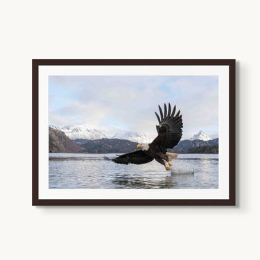 Bald Eagle - fine art adventure photography print from Tom Ingram - available at Middles Creative