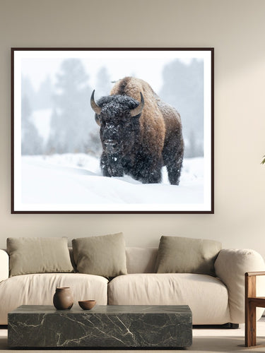 Frosted Guardian by Tom Ingram from Yellowstone National Park, Wyoming - framed black frame fine art photography displayed in a modern living room setting