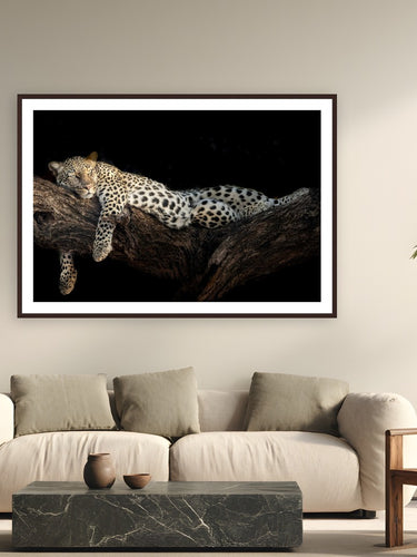 Royal Nap by Tom Ingram from Samburu Game Reserve, Kenya - framed black frame fine art photography displayed in a modern living room setting