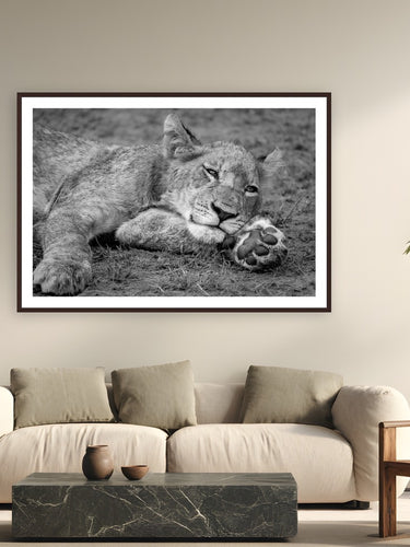 Take Paws by Alex Wood from Sabi Sands Game Reserve, South Africa - framed black frame fine art photography displayed in a modern living room setting
