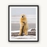 Arctic Pole Dancer - fine art adventure photography print from Tom Ingram - available at Middles Creative