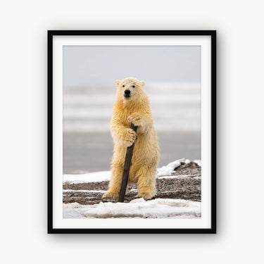 Arctic Pole Dancer - fine art adventure photography print from Tom Ingram - available at Middles Creative