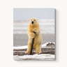Arctic Pole Dancer - fine art adventure photography print from Tom Ingram - available at Middles Creative