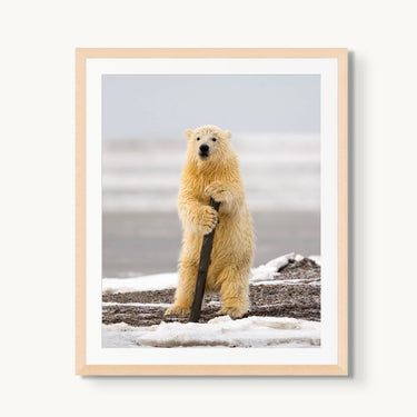 Arctic Pole Dancer - fine art adventure photography print from Tom Ingram - available at Middles Creative