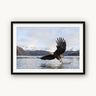 Bald Eagle - fine art adventure photography print from Tom Ingram - available at Middles Creative