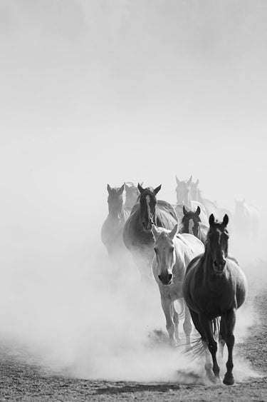 Wrangling the Herd - fine art adventure photography print from Brooklyn Phillips - available at Middles Creative