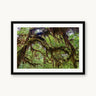 Cathedral of Moss - fine art adventure photography print from Tom Ingram - available at Middles Creative