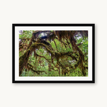 Cathedral of Moss - fine art adventure photography print from Tom Ingram - available at Middles Creative