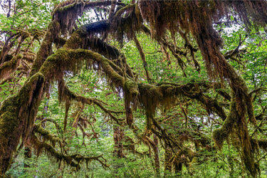 Cathedral of Moss - fine art adventure photography print from Tom Ingram - available at Middles Creative