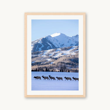 Elk Crossing - fine art adventure photography print from Sam Ferguson - available at Middles Creative