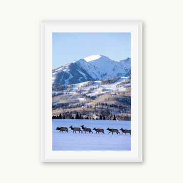 Elk Crossing - fine art adventure photography print from Sam Ferguson - available at Middles Creative
